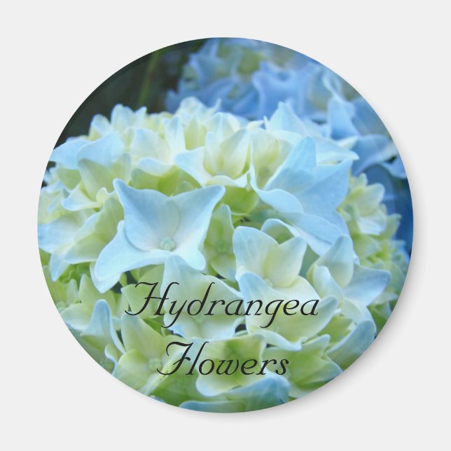Imán de flores de hortensias Hortensias azules Flo (Frente)