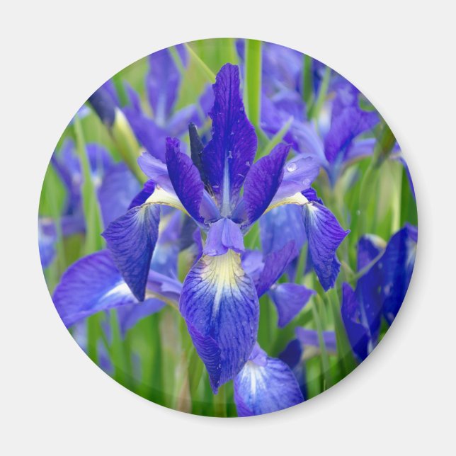 Imán de flores de iris azules (Frente)