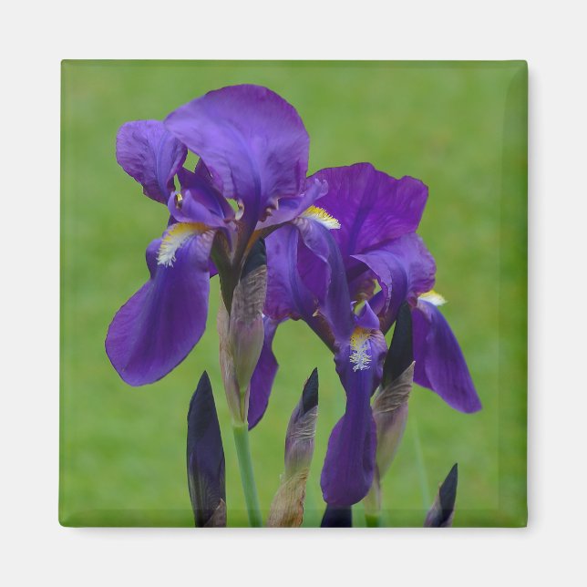 Imán de flores de iris morado (Frente)