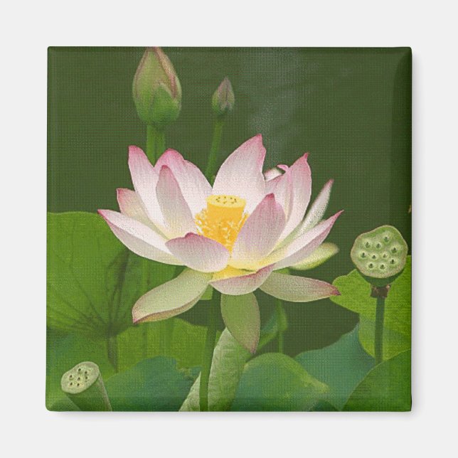 Imán de flores de Lotus (Frente)