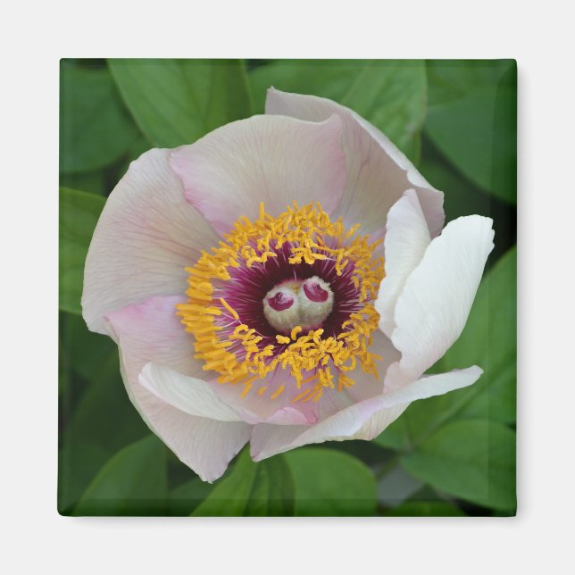 Imán de flores de Paeonia (Frente)