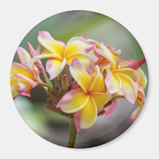 imán de flores de plumeria rosa amarillo de Hawaii