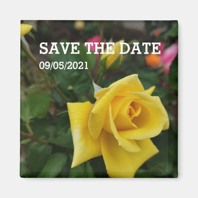 Imán de flores de rosa amarillo (Frente)