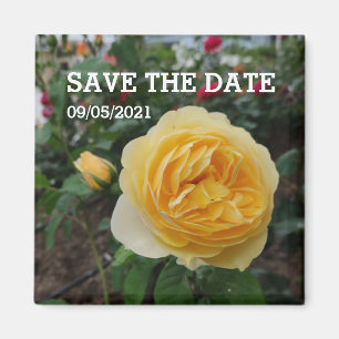 Imán de flores de rosa amarillo