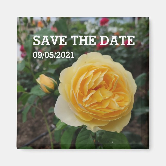Imán de flores de rosa amarillo (Frente)