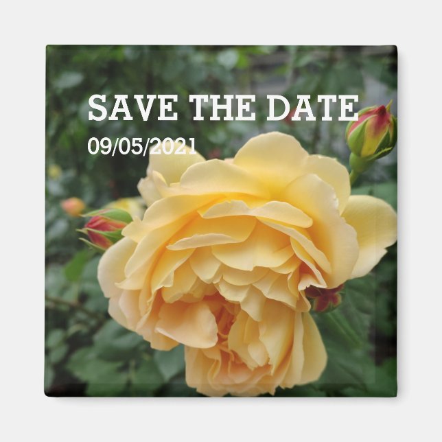 Imán de flores de rosa amarillo (Frente)