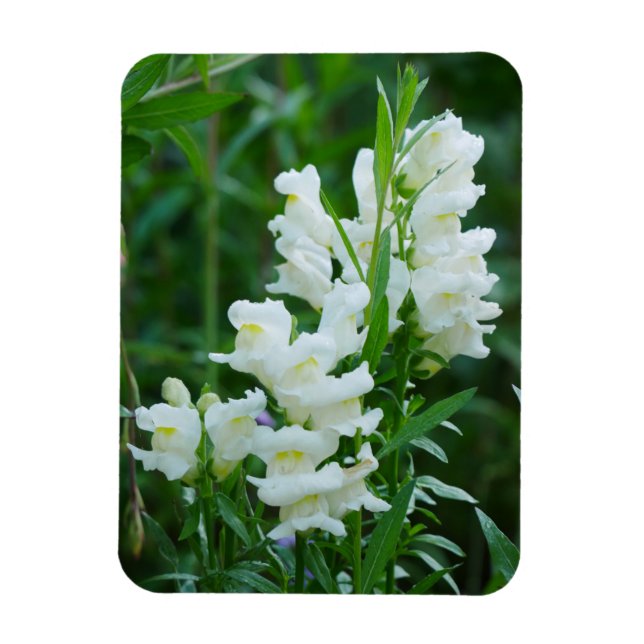 Imán de flores de Snapdragon blancas (Vertical)