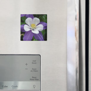 Imán de flores en blanco y púrpura de Columbina