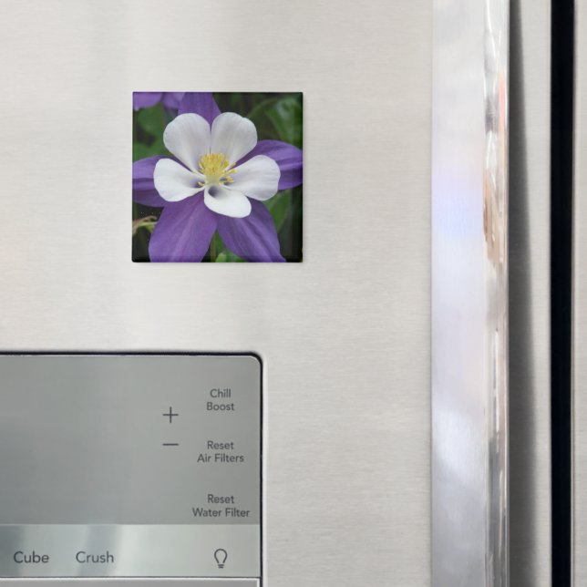 Imán de flores en blanco y púrpura de Columbina (In situ (nevera))