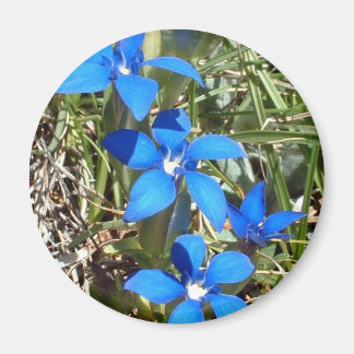 Imán de flores gencianas azules