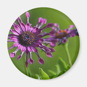 imán de flores moradas