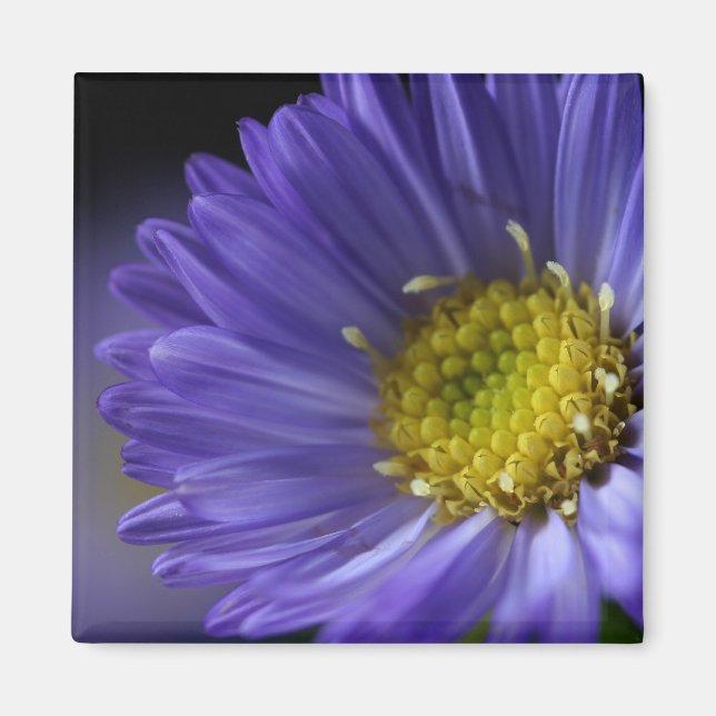 imán de flores moradas (Frente)