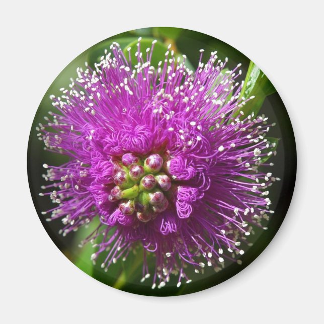 imán de flores moradas (Frente)