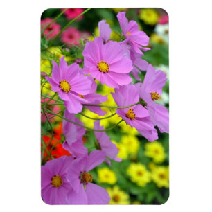 Imán de flores moradas de cosmos