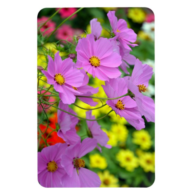 Imán de flores moradas de cosmos (Vertical)
