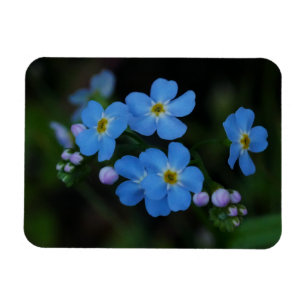 Imán de flores nomeolvides del agua