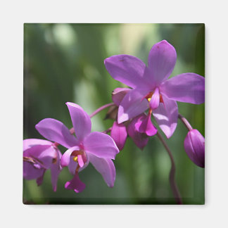 Imán de flores púrpura tropical