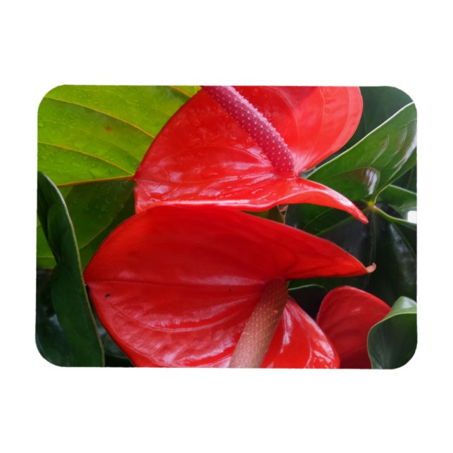 Imán de flores rojas de 3"x4" (Horizontal)