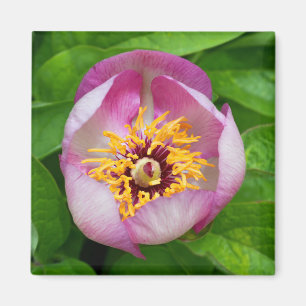 Imán de flores rosadas de Paeonia