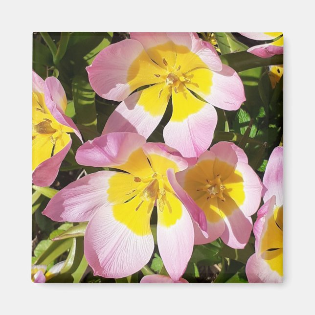 Imán de flores rosas y amarillas (Frente)