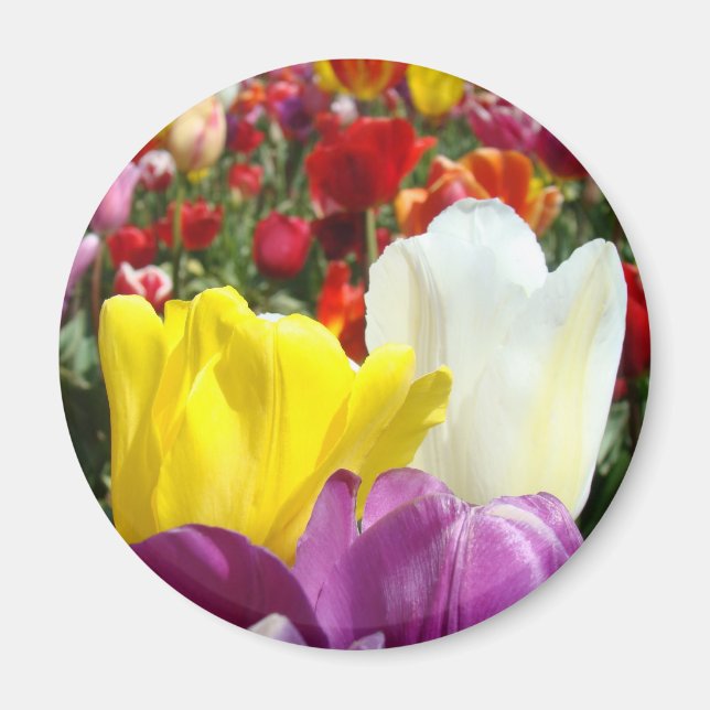 Imán de Flores Tulipán Colorido Agrega Tu Texto (Frente)