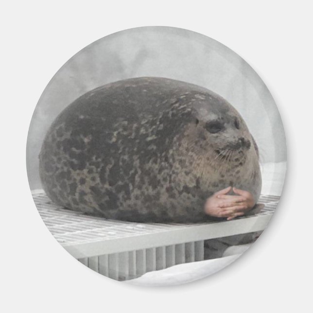 imán de foca de Chonky (Frente)