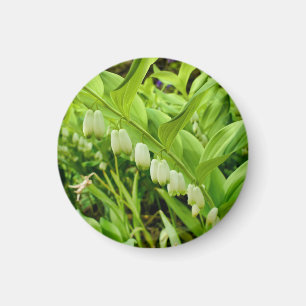 Imán de foca de solomones