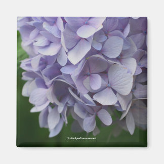 Imán de foto de flores de hidrangea dulce - Person