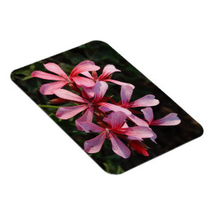 Imán de foto de flores rosadas