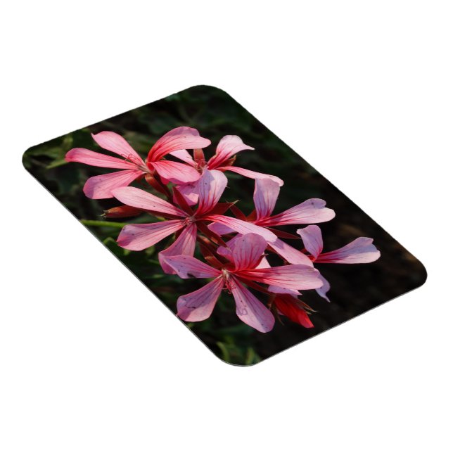 Imán de foto de flores rosadas (Lado Derecho)