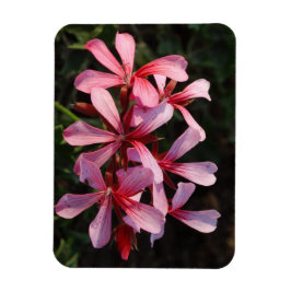 Imán de foto de flores rosadas