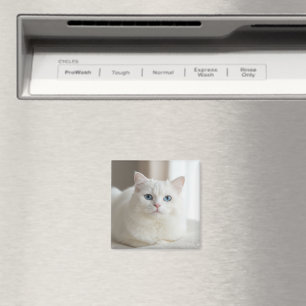 Imán de foto de gato blanco personalizado para nev
