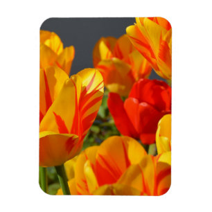 Imán de foto de jardín de tulipanes amarillos y ro