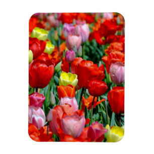 Imán de foto de jardín de tulipanes amarillos y ro
