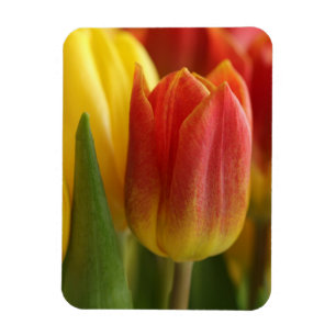 Imán de foto de jardín de tulipanes amarillos y ro
