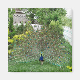Imán de foto de pavo real en jardín