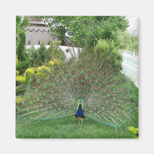 Imán de foto de pavo real en jardín