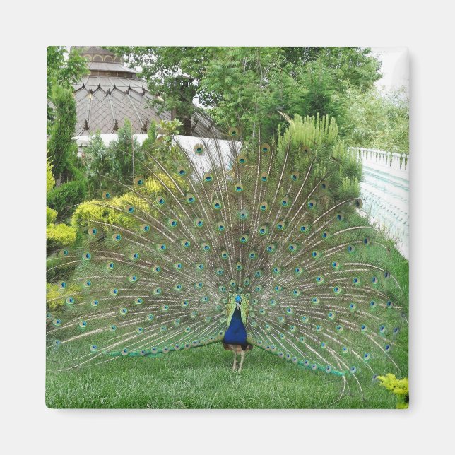 Imán de foto de pavo real en jardín (Frente)