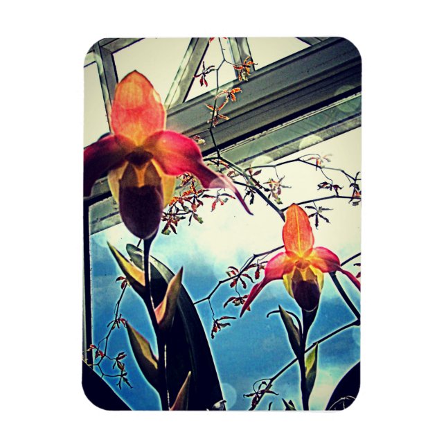 Imán de Foto Flexi Orquídeas Iluminadas por el Sol (Vertical)