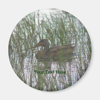 Imán de fotografía de la naturaleza del pato marró