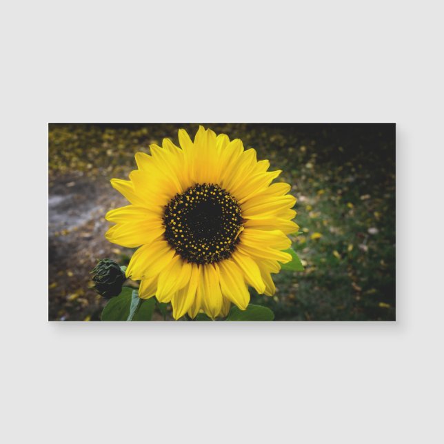 Imán de Fridge Head Sunflower (Anverso)