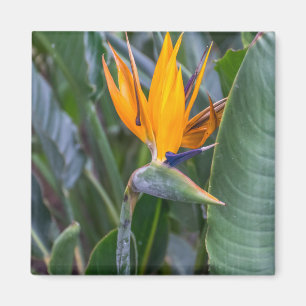 Imán de frigorífico con vistas a las flores de Par