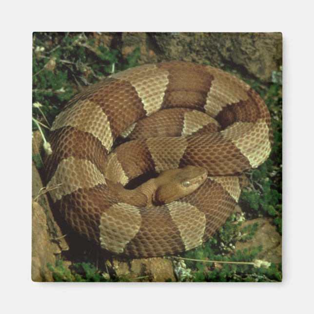 imán de frigorífico de copperhead de gran alcance (Frente)