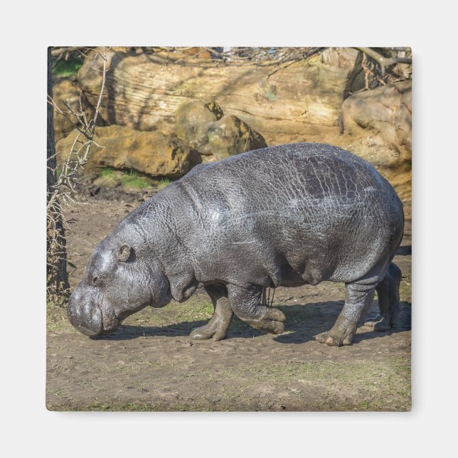 Imán de frigorífico Pygmy Hippo (Frente)