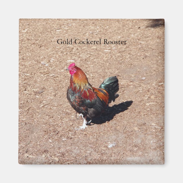 Imán de gallo rojo de oro (Frente)