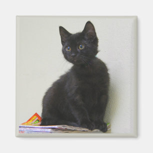 Imán de gatito negro lindo