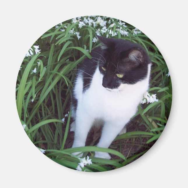 imán de gato (Frente)