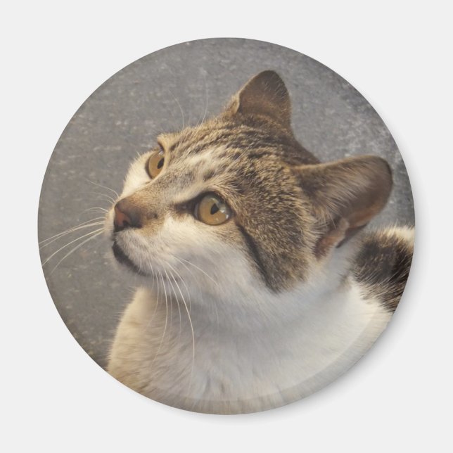 imán de gato (Frente)