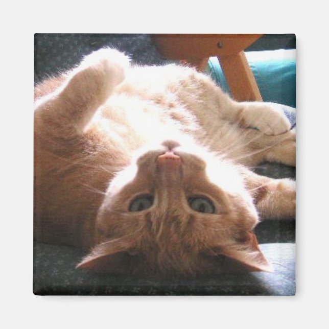 Imán de gato boca abajo (Frente)