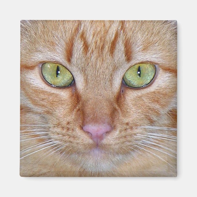 imán de gato naranja (Frente)